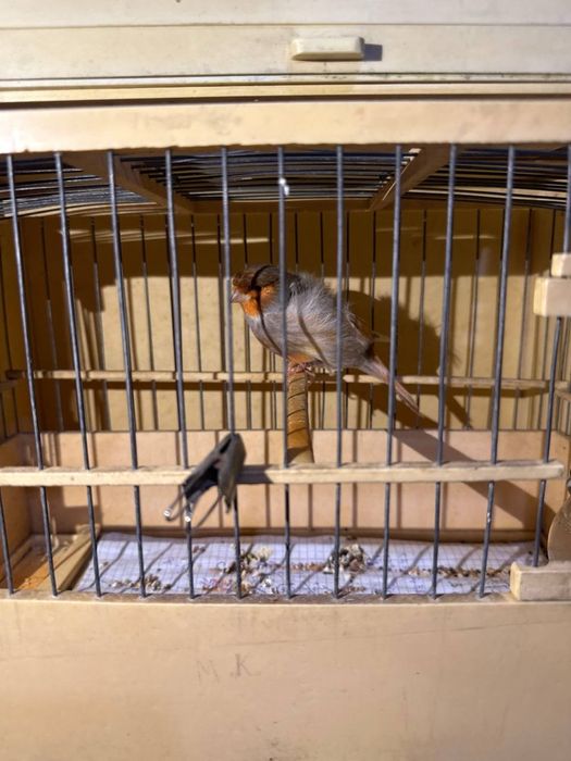 Sayraydigan Kanareykalar