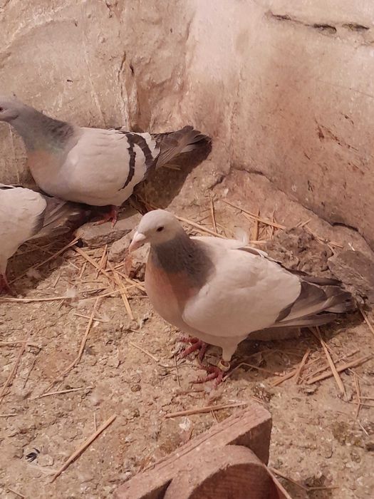 Porumbei Ciocârlie de Coburg