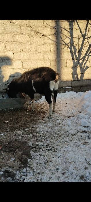 Альпийский козел