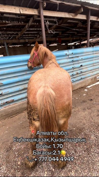 Породистая Лошадь