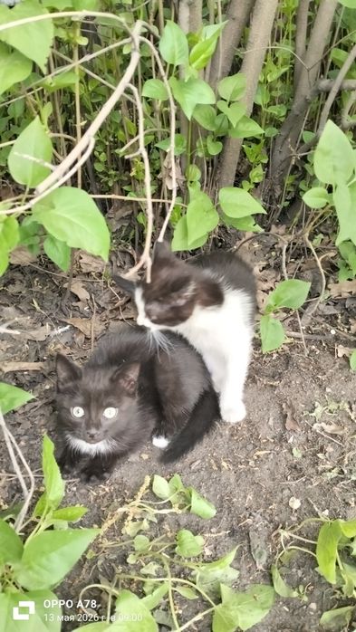 Пристраиваются котята