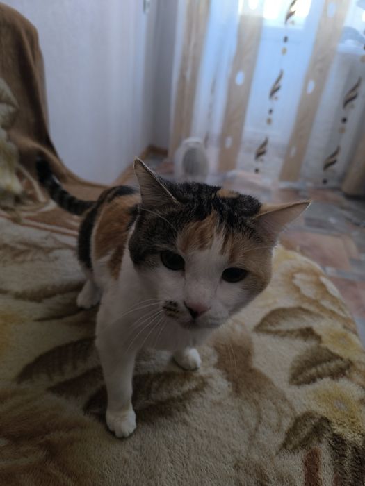 Отдам кота в хорошие руки