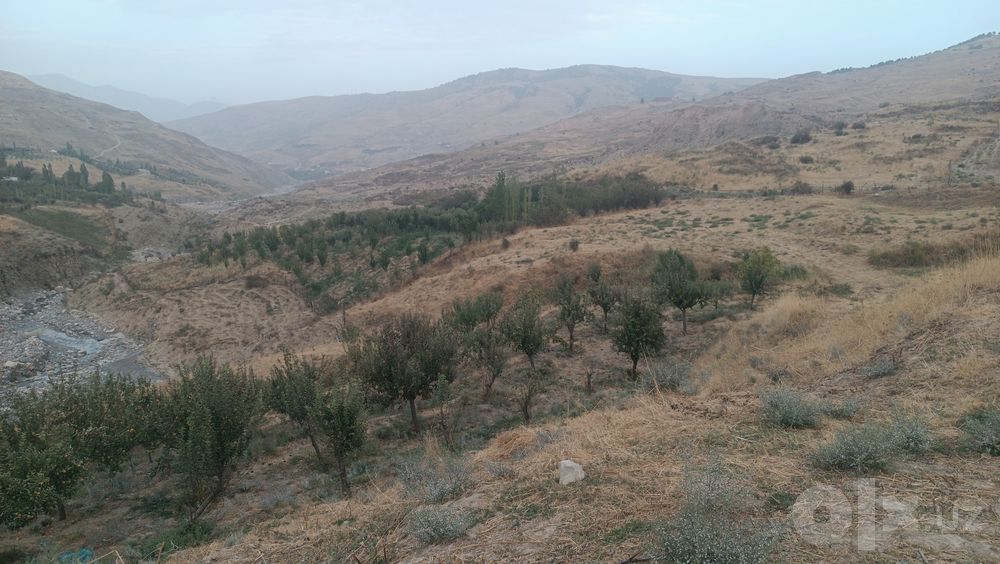 Sokga olma sotaman 1500 soʻmdan
