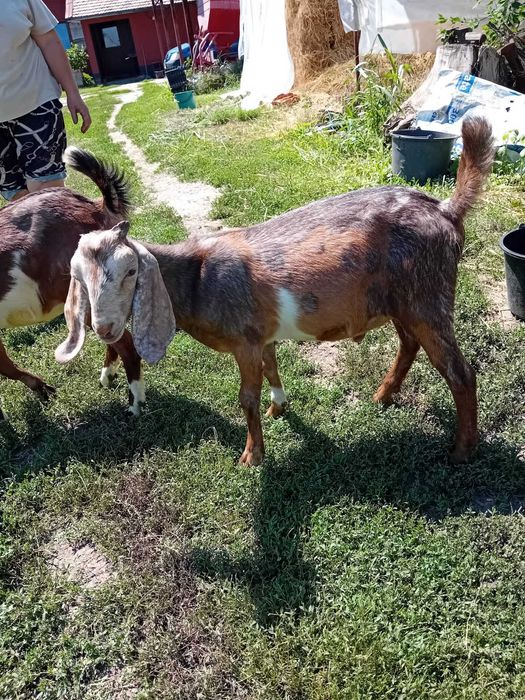 Animale si legume