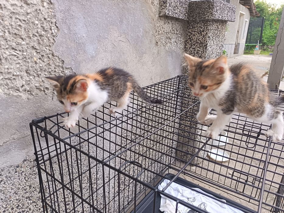 Подарявам котенца