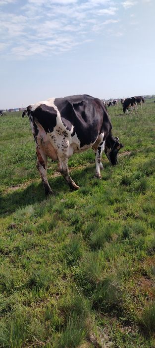 Vand vaca rasa holstein