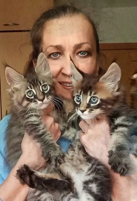 Мейн Кун — роскошные котята от питомника  "Fluffy Tale".