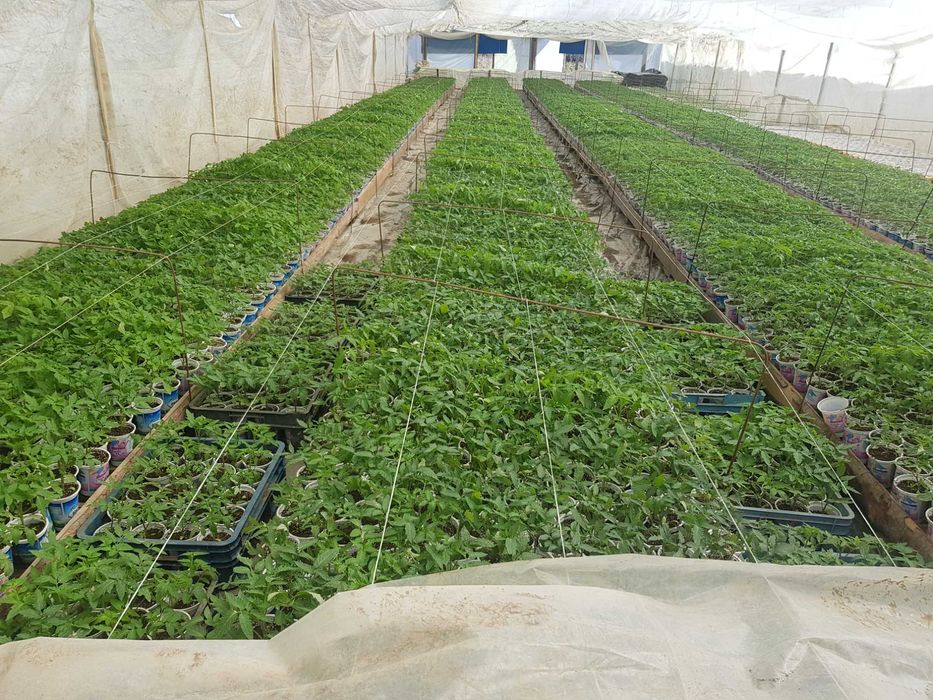 Продавам разсад домати и краставици!