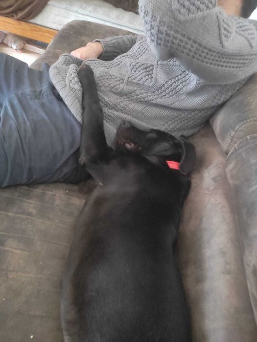 Petsitting & dresaj caini - experienta cu caini dificili/ anxiosi