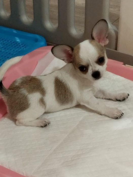 В продаже щенок Чихуахуа.