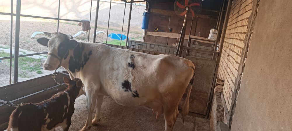 Premium Sigir sotiladi