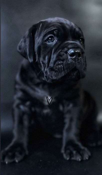 Кане Корсо девочка