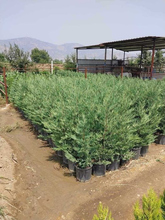 Leylandi chiparos altoit pt gard viu la ghiveciinaltime 80-230 cm