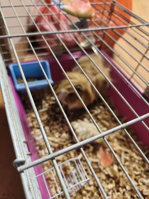 Donez porcușor de guineea