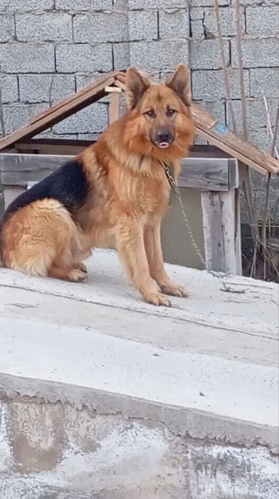 Немецкий овчарка