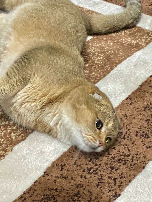 шиншилла серебро вислоушка