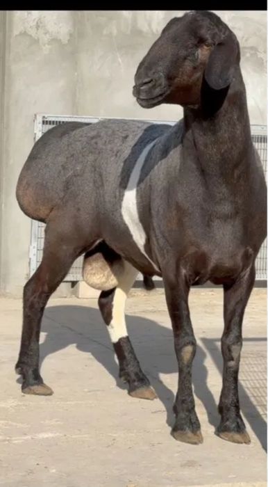 Qassop xizzmati toshken saxar boylab 150