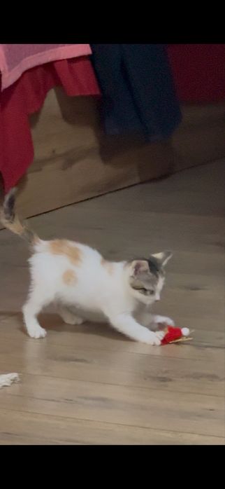 Котенок Домашний