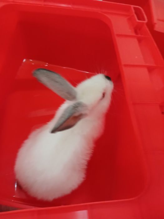 Кояннын көжегі сатылады