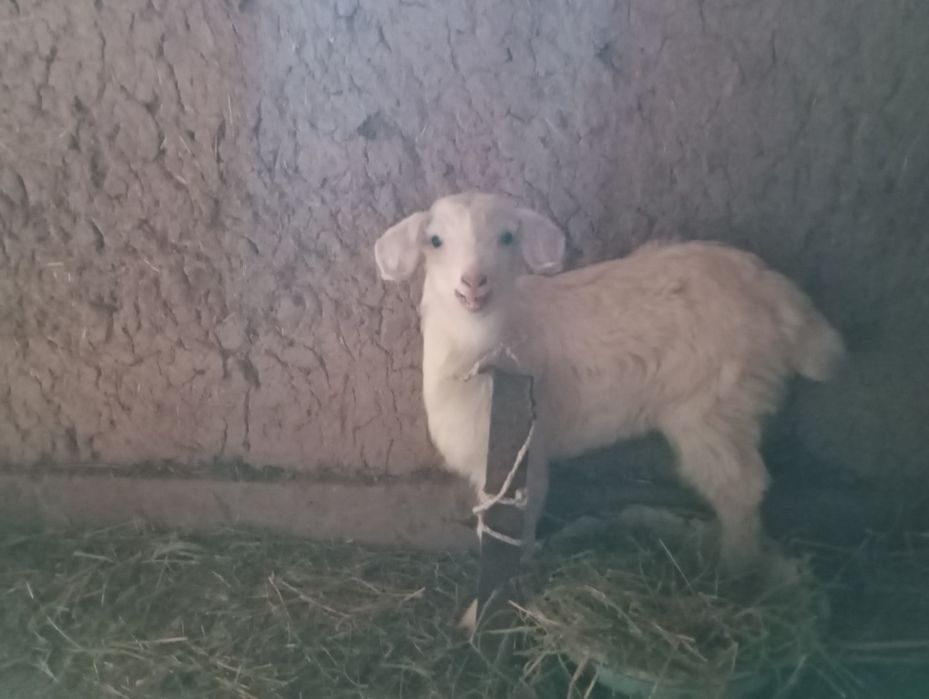 Эчки она бола согиладиган