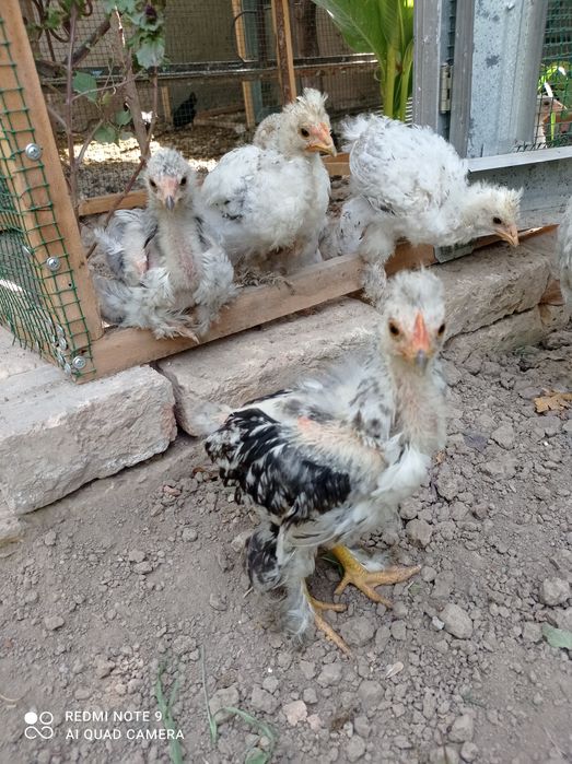 Брама жужалари сотилади.