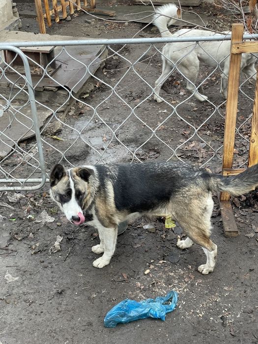 Отдам собачку