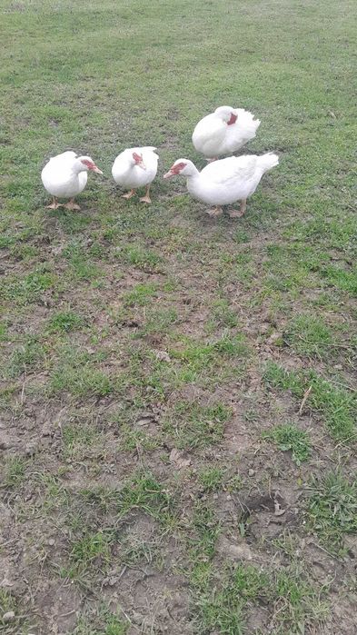 Vand rate lesesti, curcani, cocosi si gaini