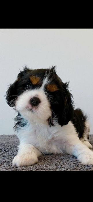 Baiat cavalier cu pedigree