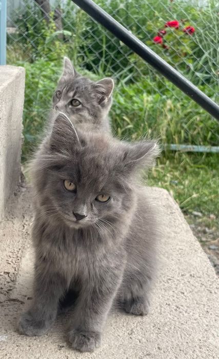 Отдам в хорошие руки 2 котят