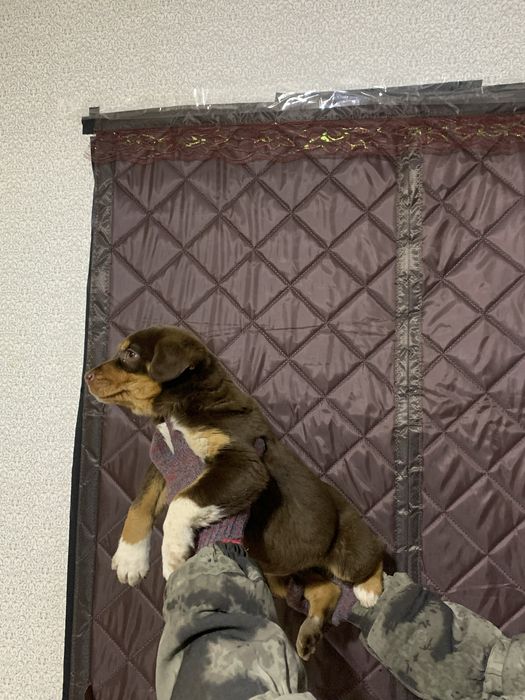 Австралийский келпи щенок девочка