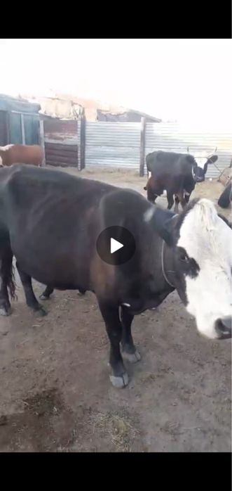 2 бұзаулы сиыр сатылады