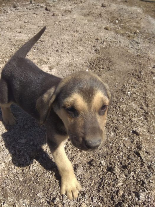 Продом щенков русской гончий