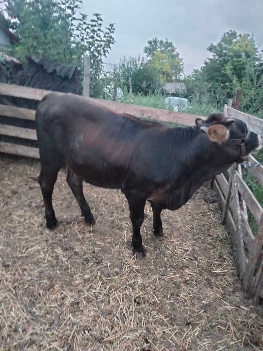 Vând junică frumoasă