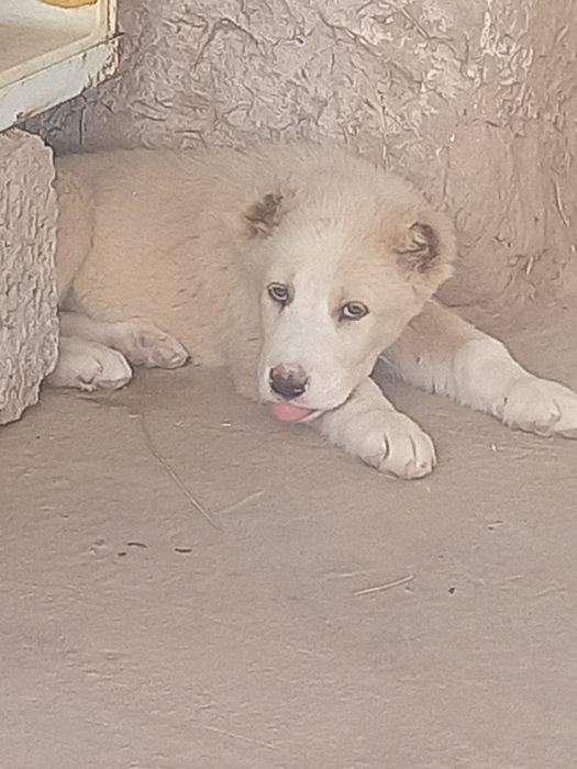 1 oylik urg'ochi alabay sotiladi Surxandaryo Termiz 1 oylikdan utdi