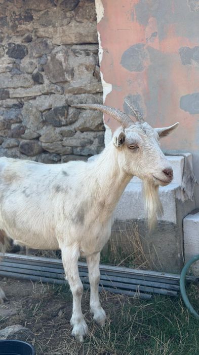 Vând capre și un țap