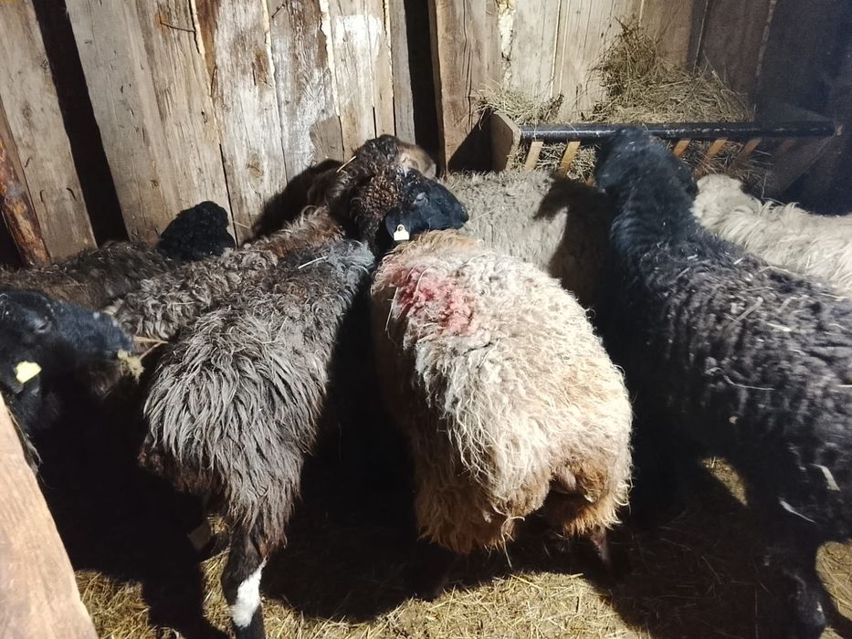 Продам баран семіз қойлар сатылады