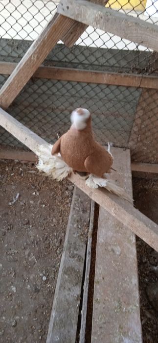 Продам голубей домашних