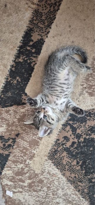 Отдам котят в добрые руки!!!