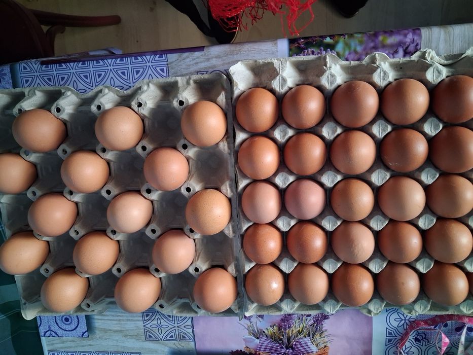 Ouă proaspete de casă