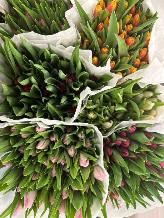 Тюльпаны к 8 Марта