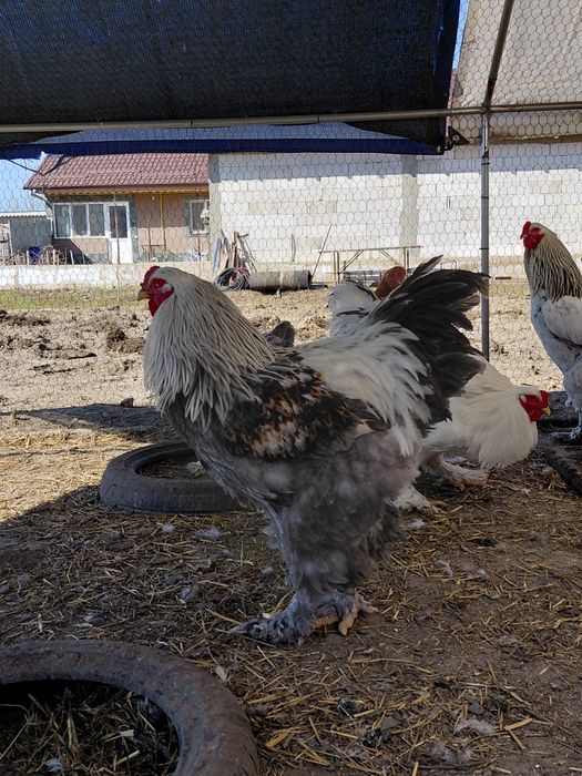 Vand oua Brahma pentru incubat