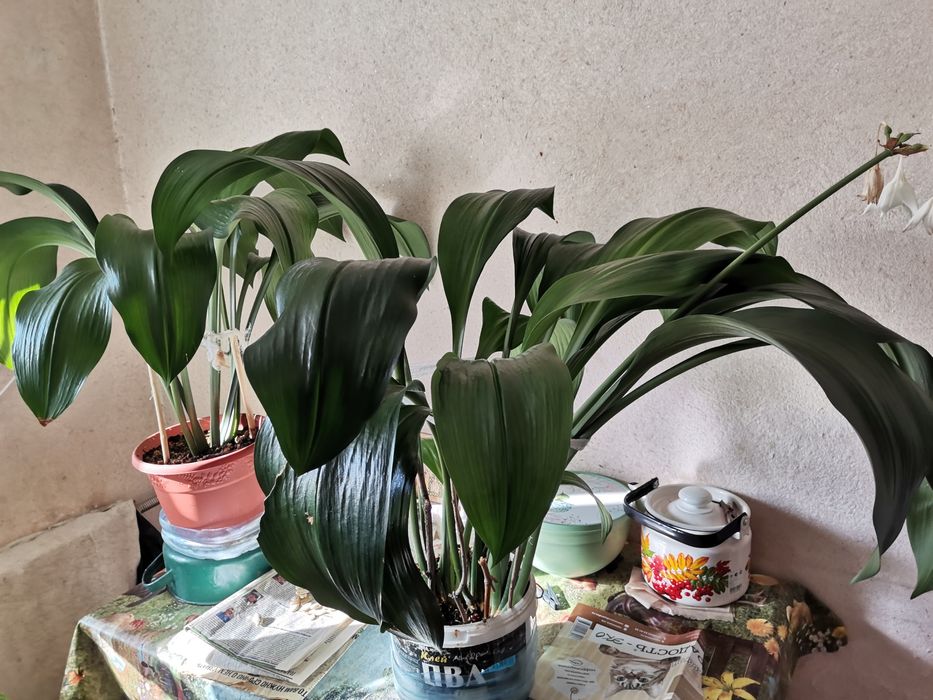 Цветы домашние,  комнатные