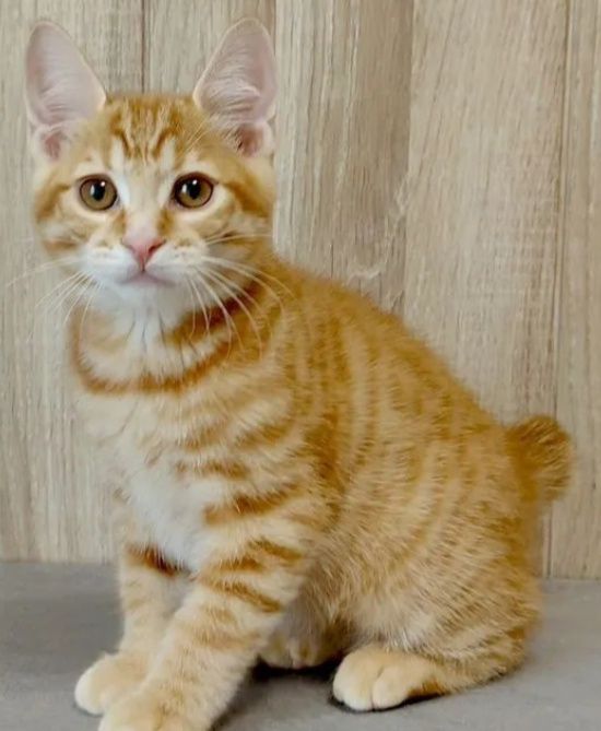 Продам котят Курильский Бобтейл. Мини рысь в Вашем доме