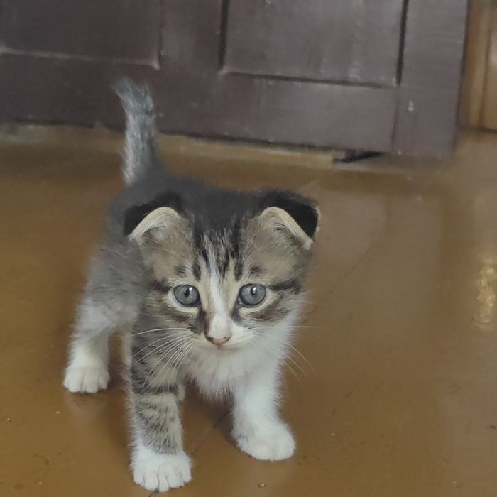 Продам котят вислоухие