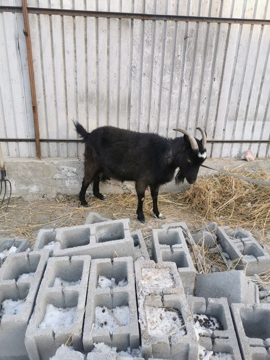 Продаётся дойная коза