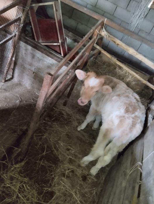 Продаются телочки