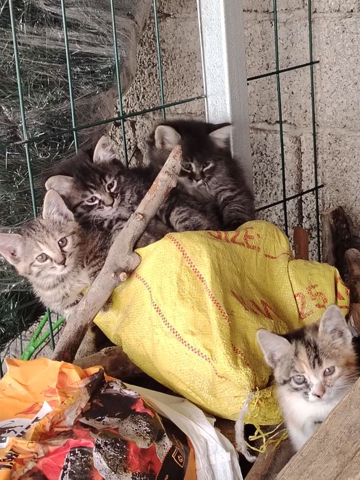 Пристраиваю котят вознаграждение мамы кормом приветствуются: Отдам даром - Кошки Ташкент на Olx