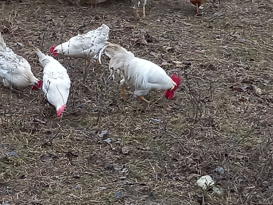 Oua pentru incubat de rasă Italieni alb(leghorn)