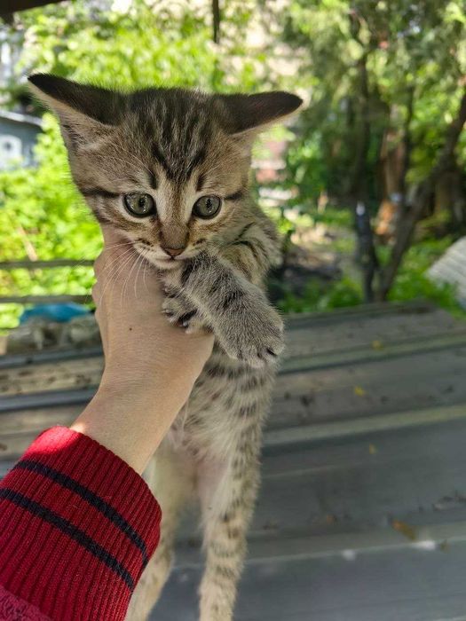 Отдам Котенка, мальчик, Алматы