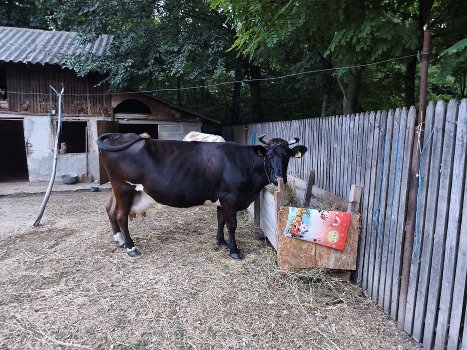 Vând vacă românească